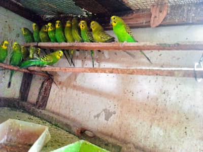 Budgies pairs
