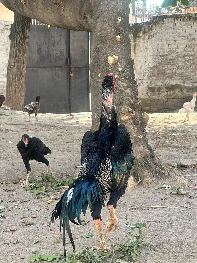 high quality shamo male munsib price me available chadka parti dor rhy — photo 2