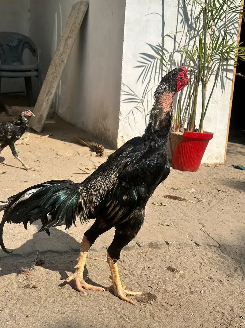 high quality shamo male munsib price me available chadka parti dor rhy — photo 3