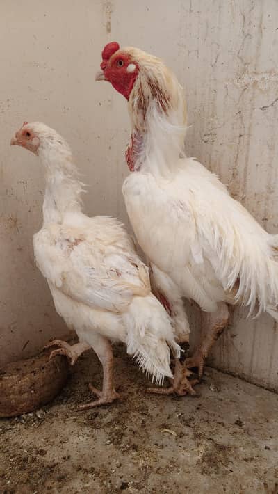Heera trio for sale