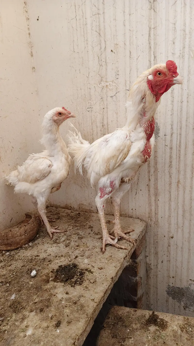 Heera trio for sale — photo 2