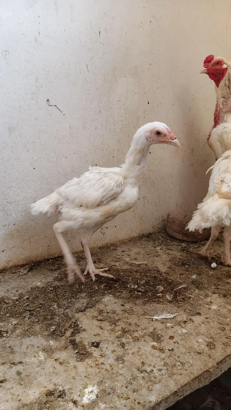 Heera trio for sale — photo 3