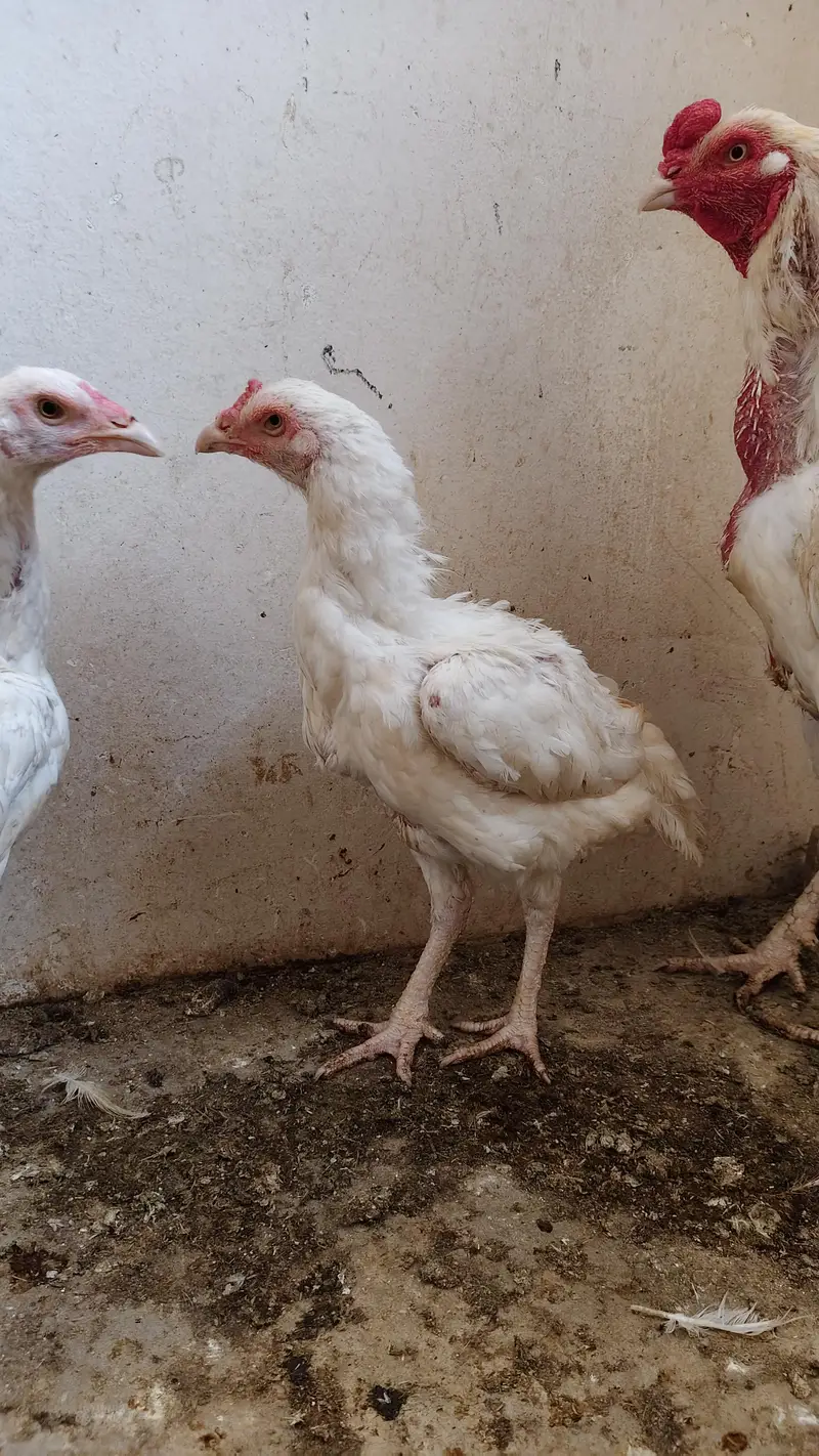 Heera trio for sale — photo 4