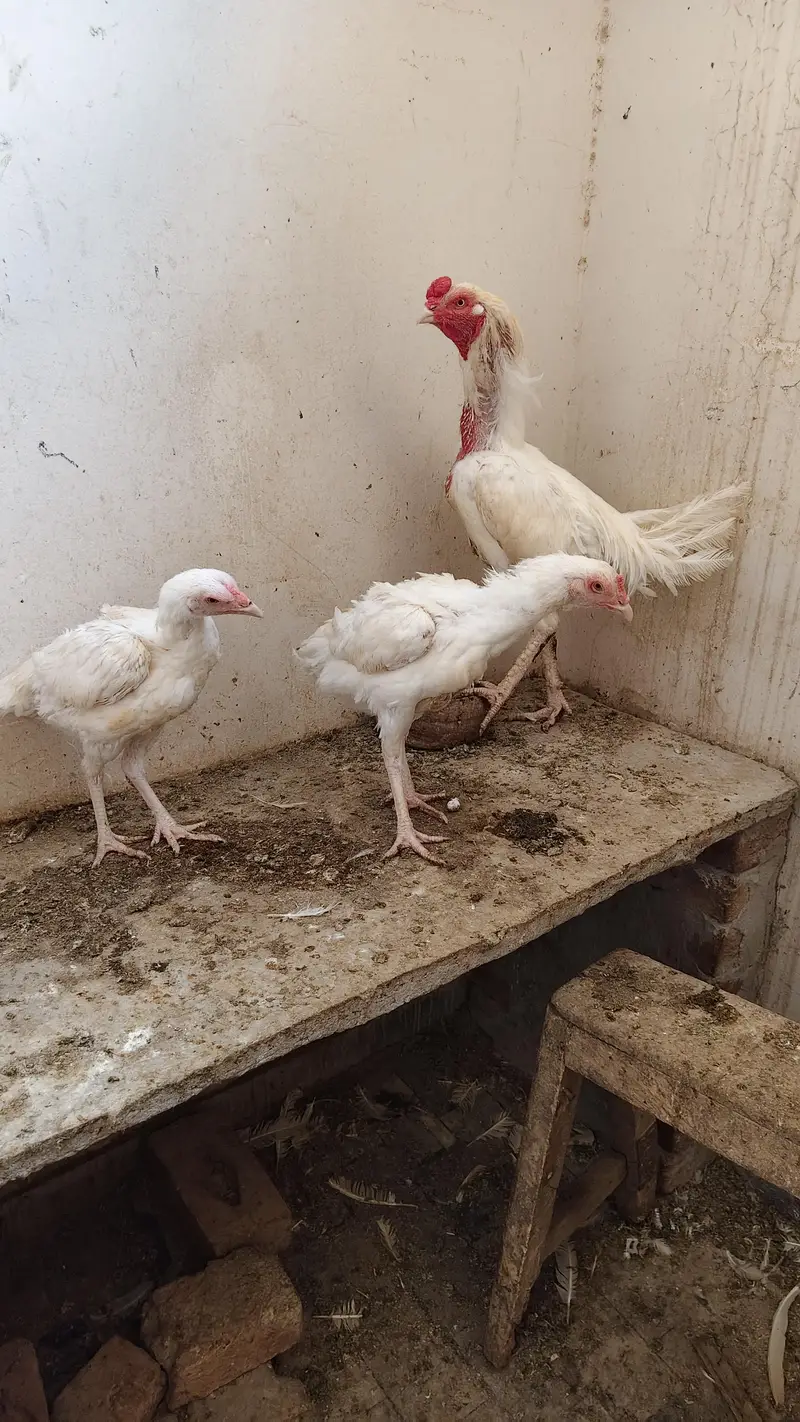Heera trio for sale — photo 5