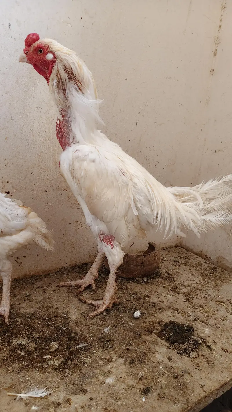 Heera trio for sale — photo 6