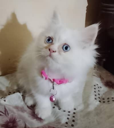 FEMALE KITTENS AVAILABLE