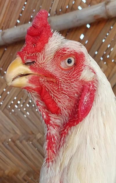 high quality paper white parrot beak available