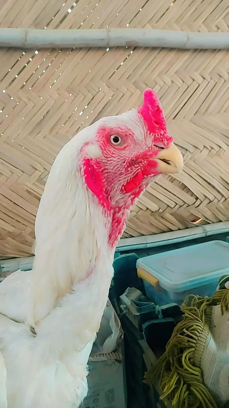 high quality paper white parrot beak available — photo 3