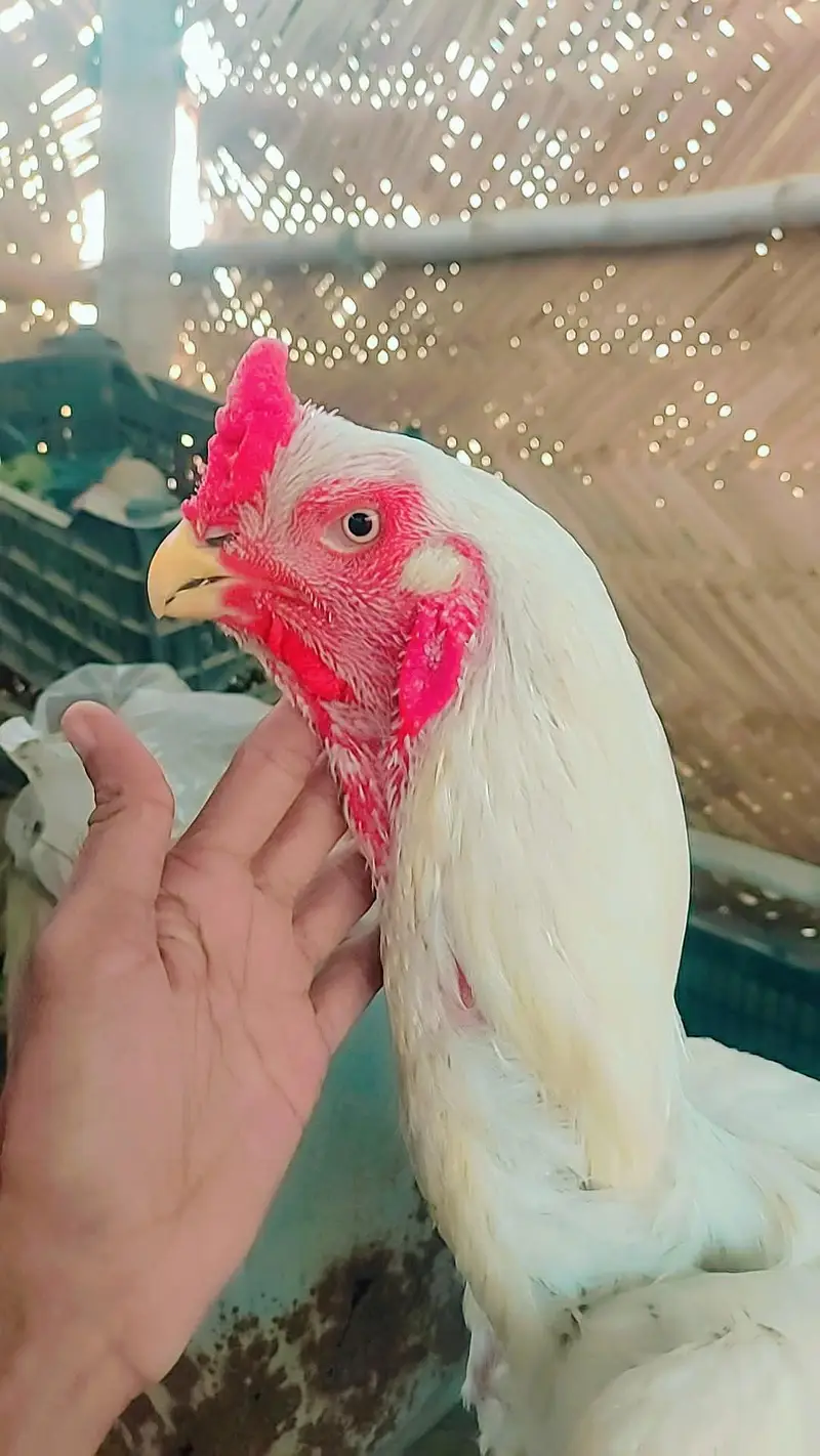 high quality paper white parrot beak available — photo 4