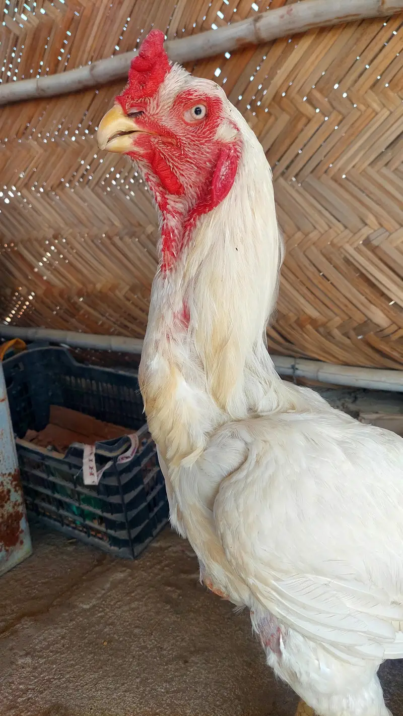 high quality paper white parrot beak available — photo 5
