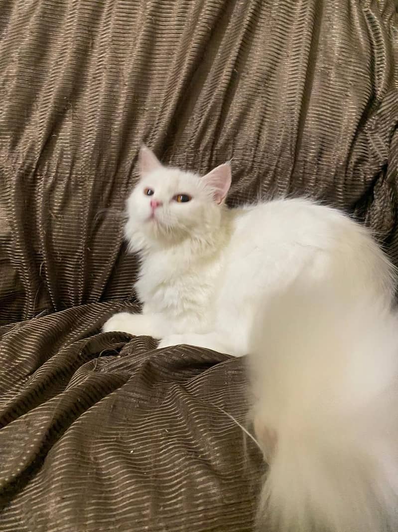 3cod cats contact k ley es no par sms karay 03211982131 5