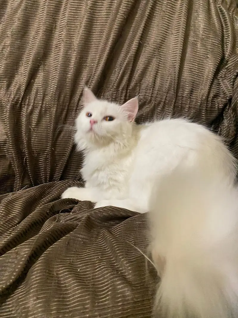 3cod cat — photo 6