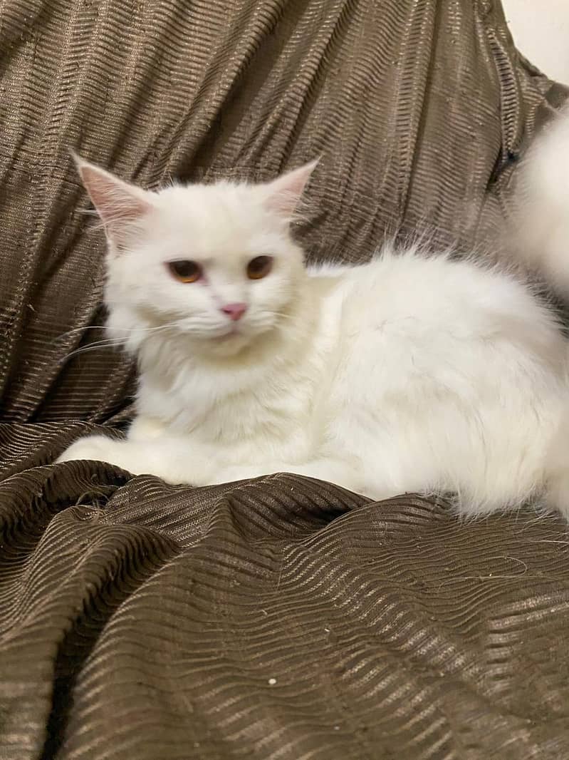 3cod cats contact k ley es no par sms karay 03211982131 7