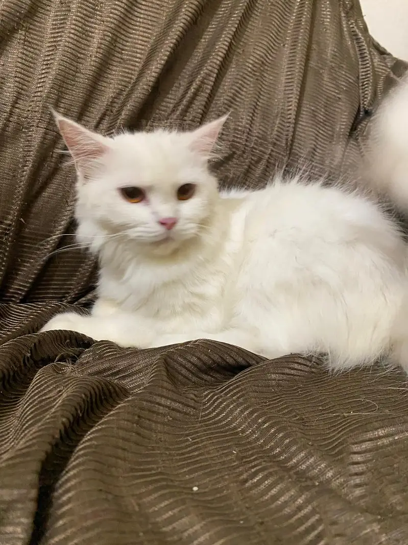 3cod cat — photo 8