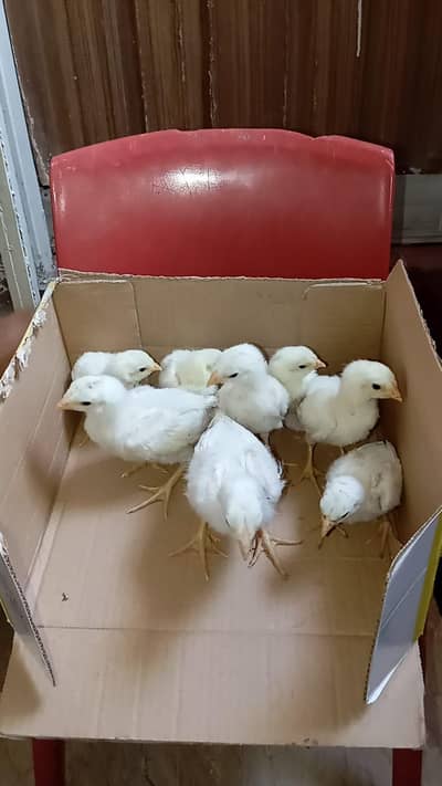 white shamo chicks available