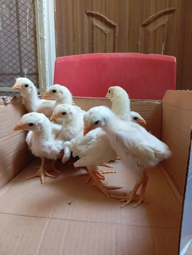 white shamo chicks available — photo 2