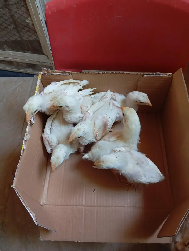 white shamo chicks available — photo 3