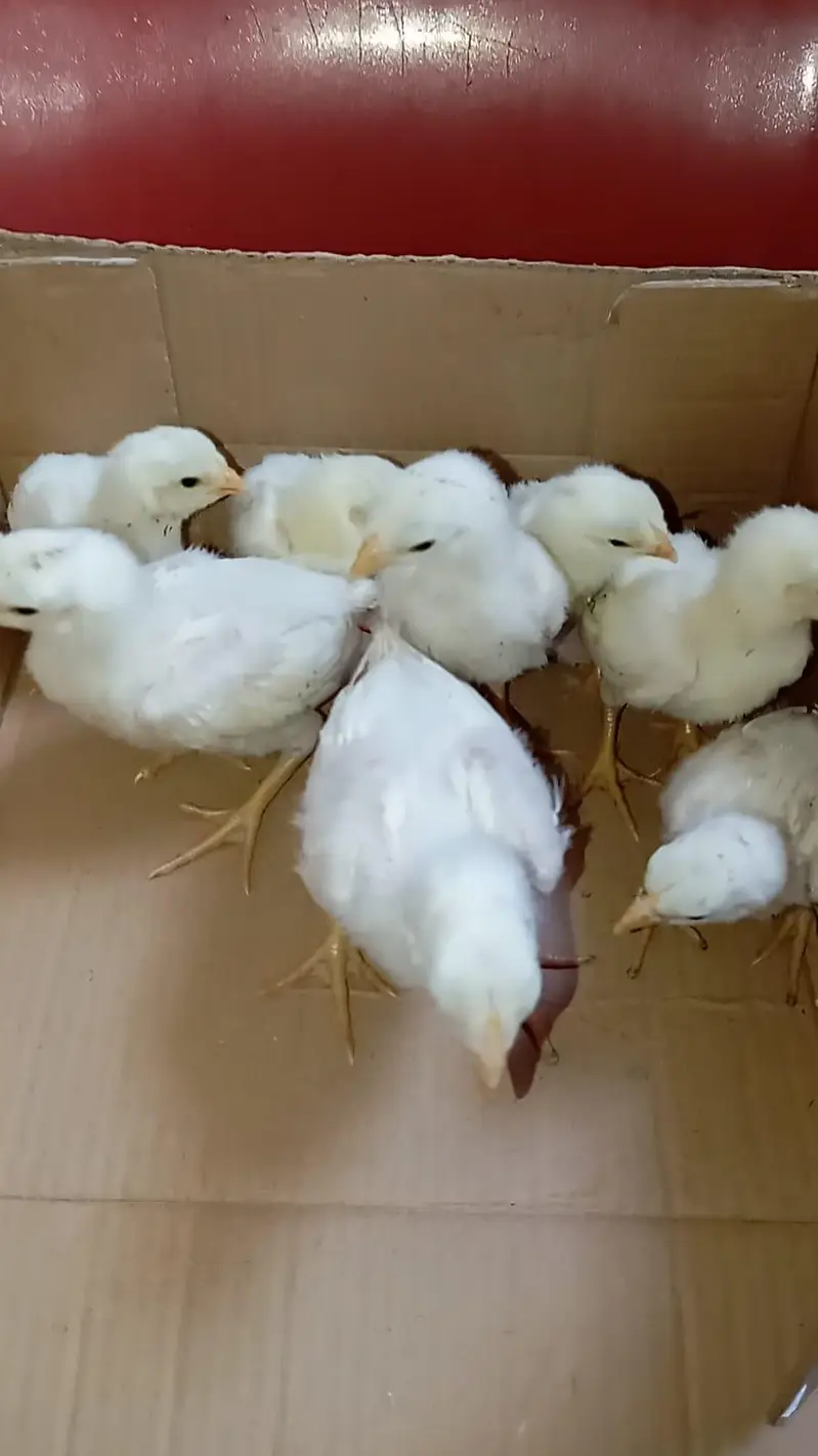 white shamo chicks available — photo 4