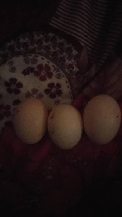 fertile eggs