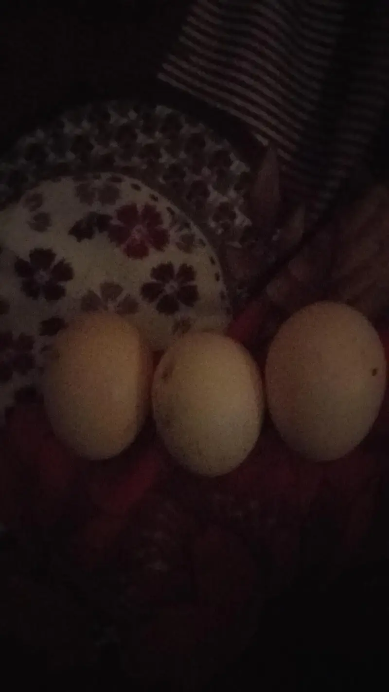 fertile eggs