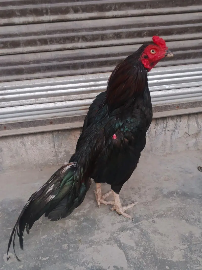 Aseel murgha final price — photo 3