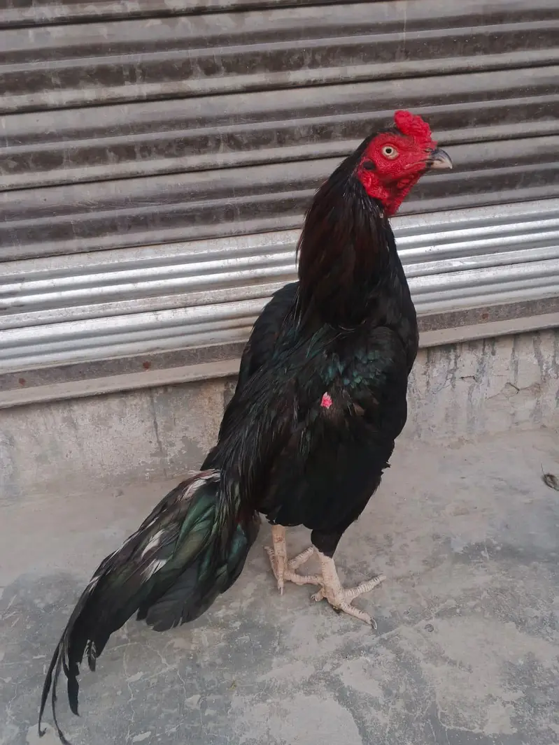 Aseel murgha final price — photo 4