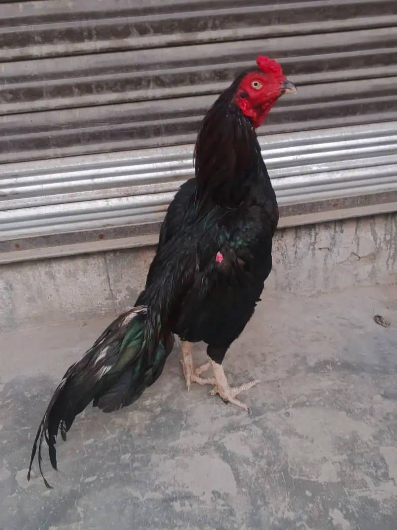 Aseel murgha final price — photo 6