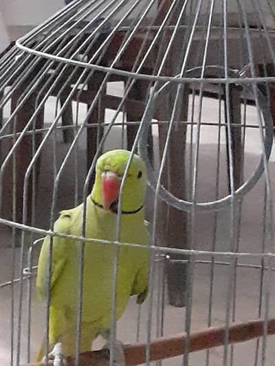 Indian green ring neck