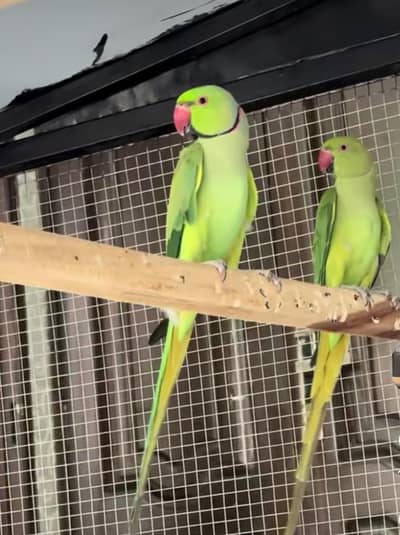 Regnant Parrot Pair for Sale – Pure Breeder