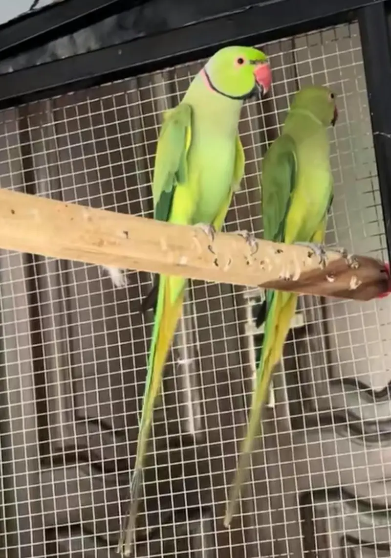 Regnant Parrot Pair for Sale – Pure Breeder — photo 2