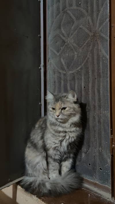 Persian cat ‍ friendly and in Grey colour