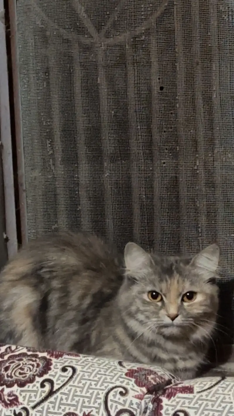Persian cat ‍ friendly and in Grey colour — photo 2
