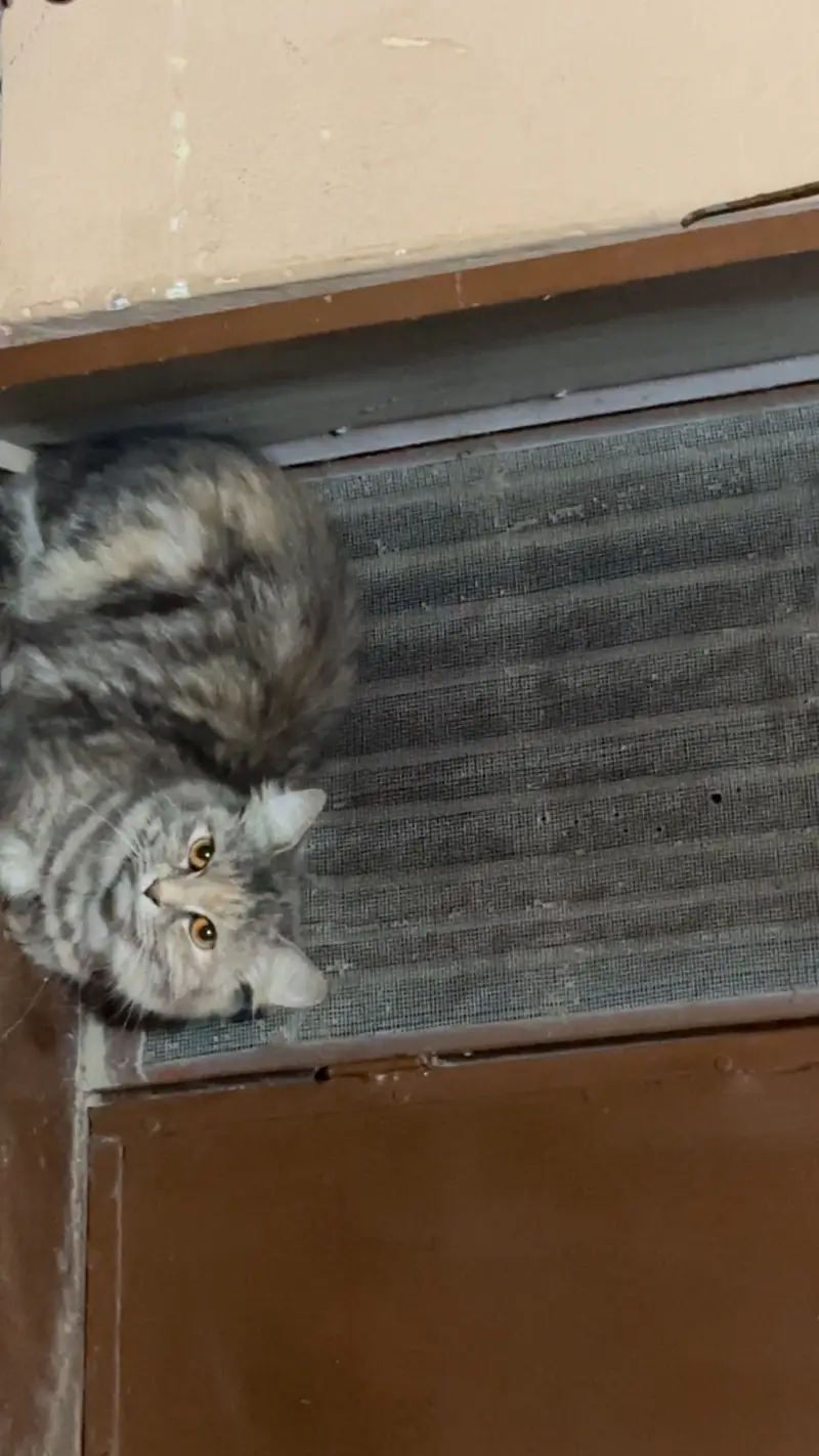 Persian cat ‍ friendly and in Grey colour — photo 3