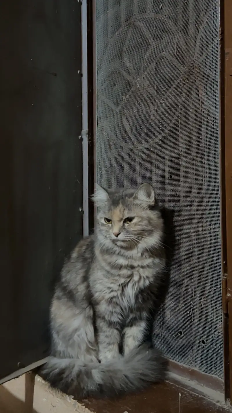 Persian cat ‍ friendly and in Grey colour — photo 4