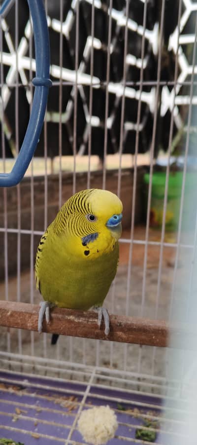 Budgies Breeder Pair (Urgent Sale)