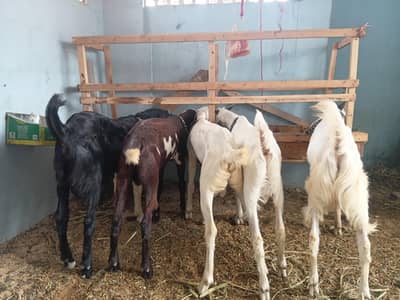 Goats for sale