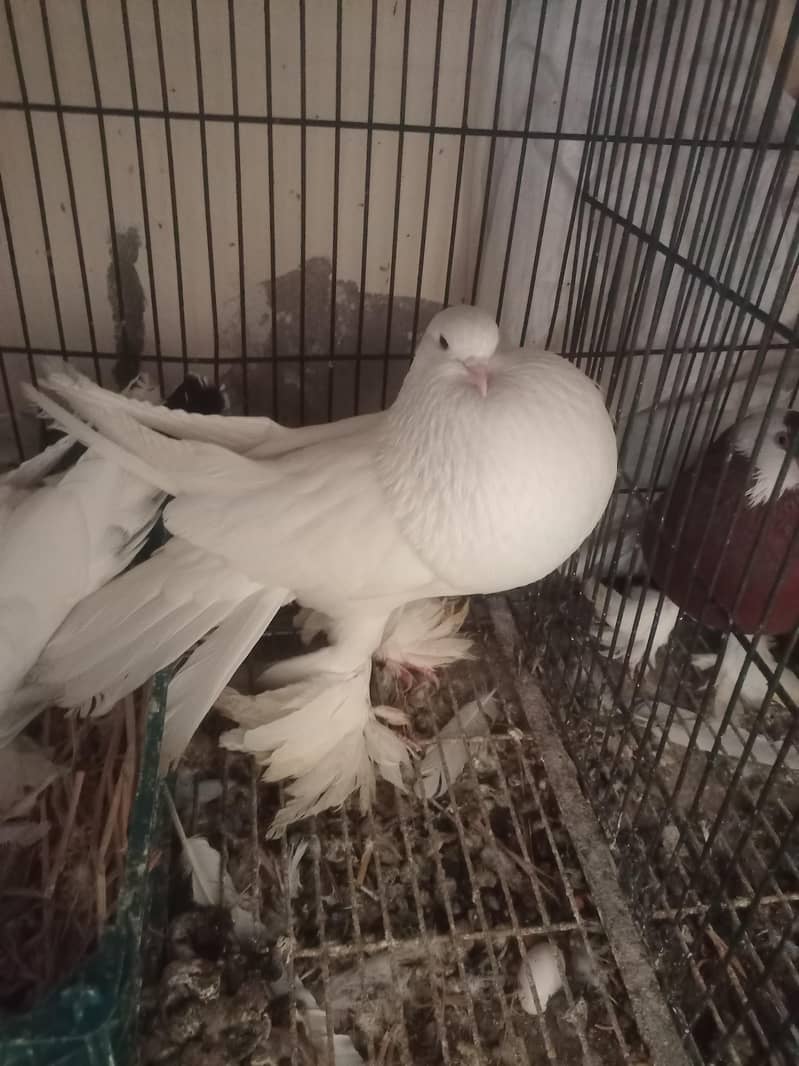 American white pouter pair 0