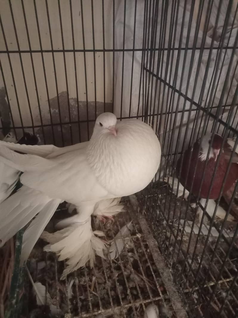 American white pouter pair 1