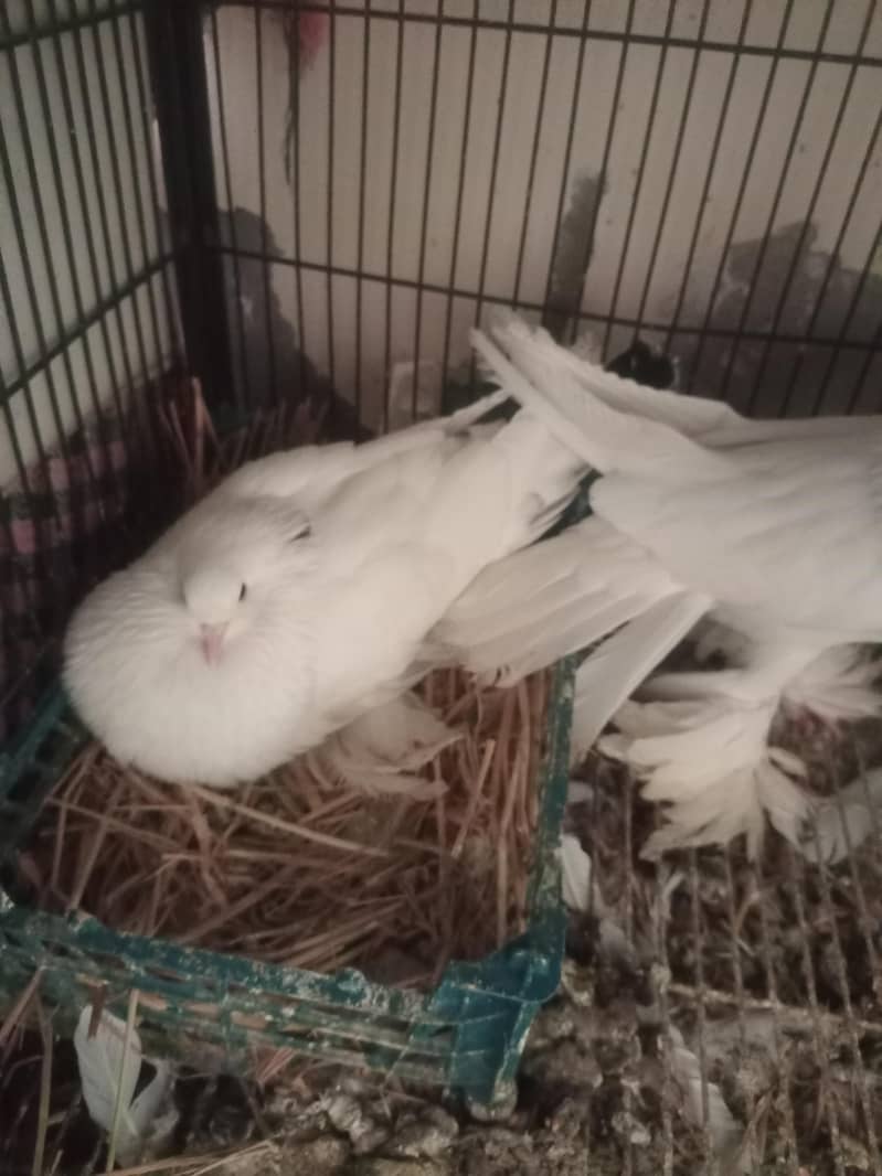 American white pouter pair 2