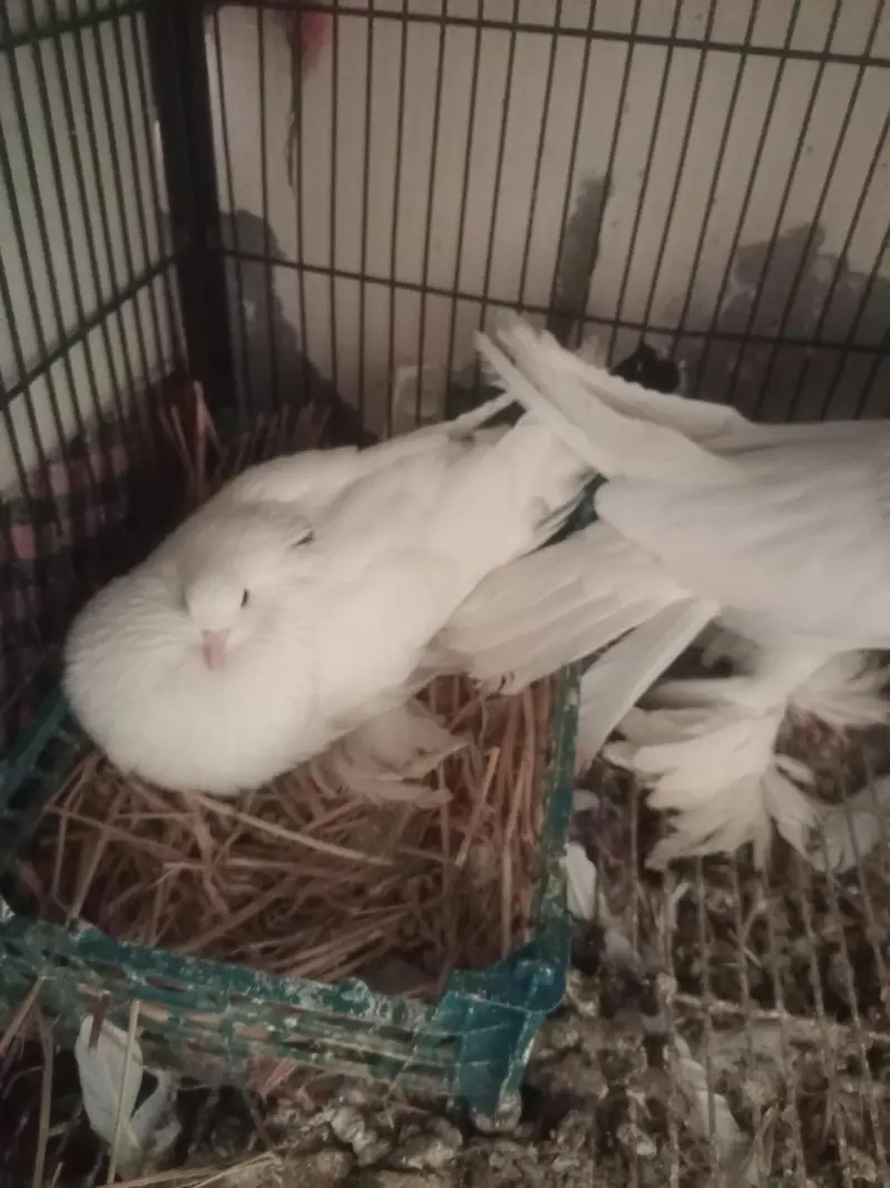 American white pouter pair — photo 3