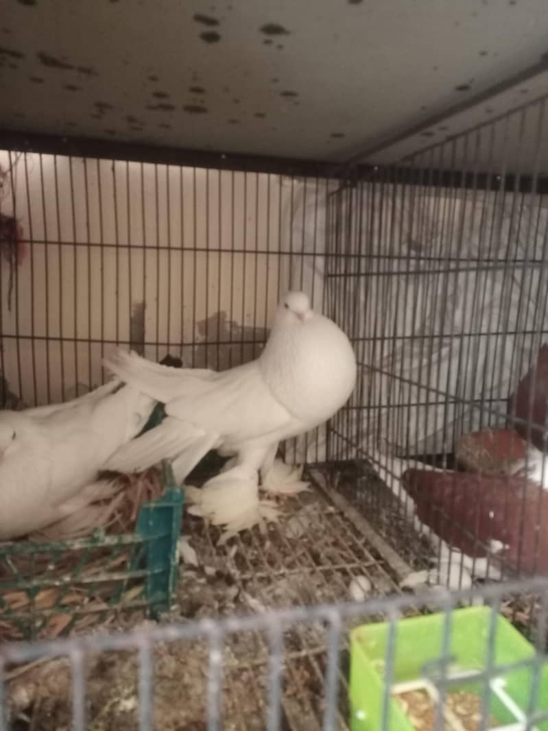 American white pouter pair 3
