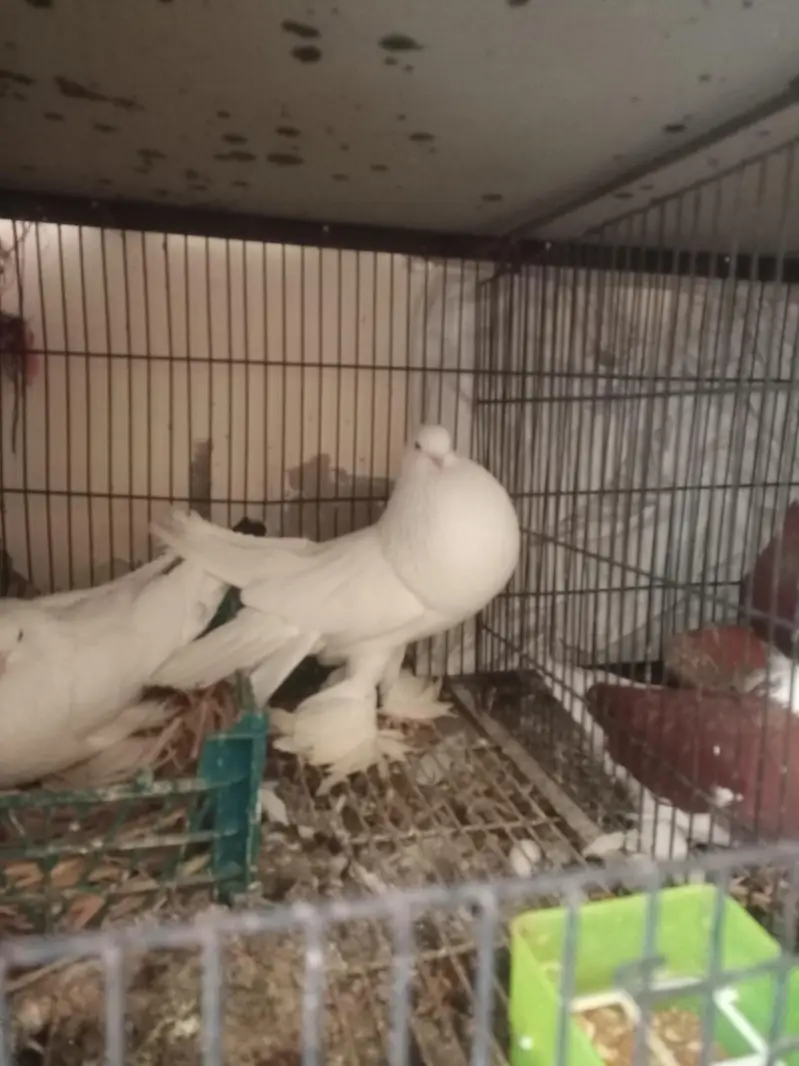 American white pouter pair — photo 4