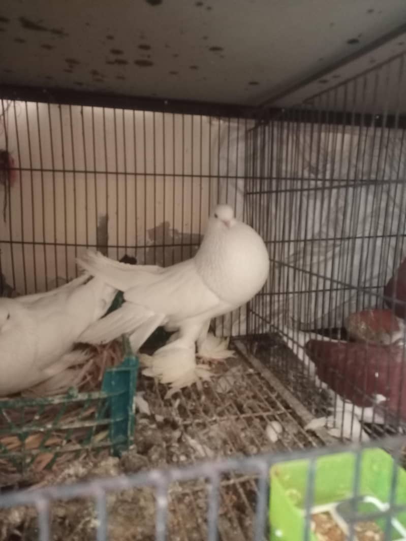 American white pouter pair 4