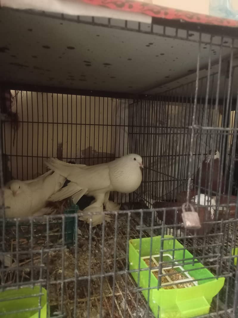American white pouter pair 5