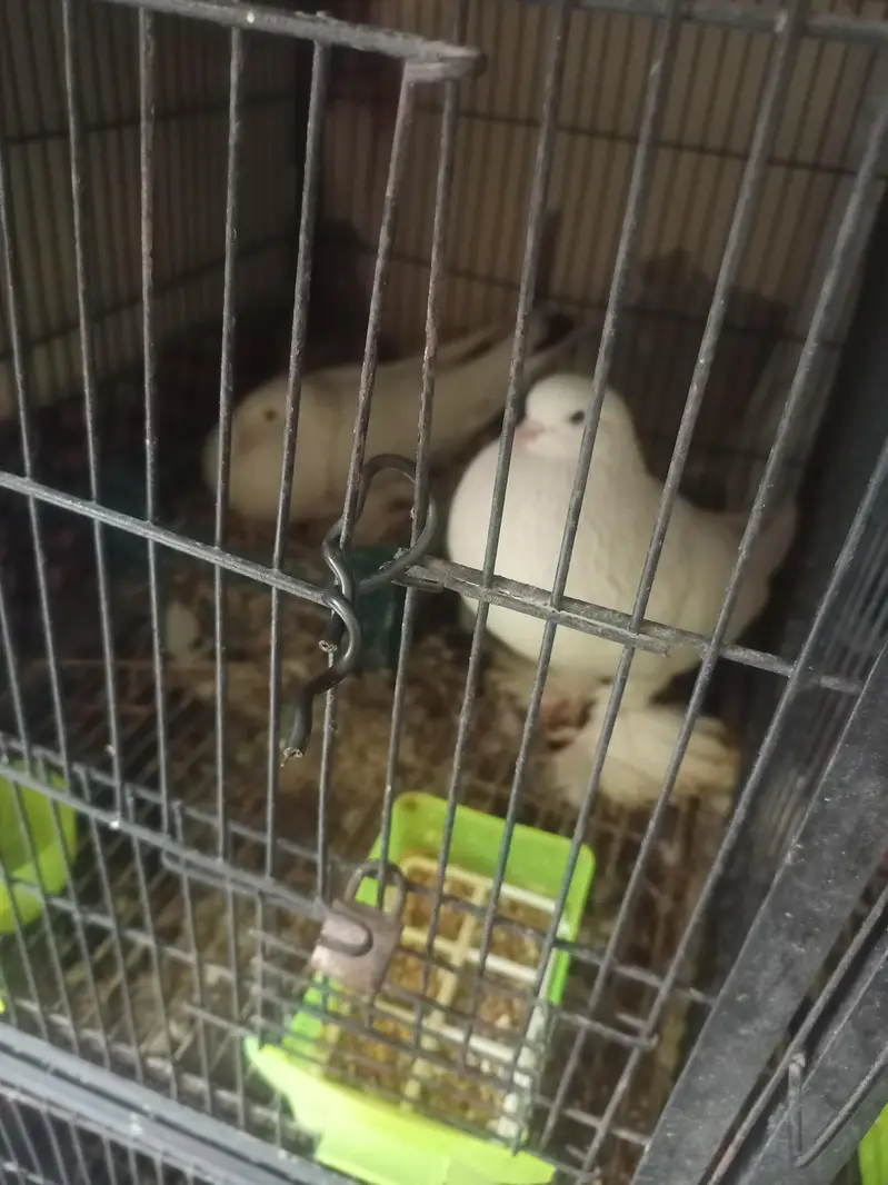 American white pouter pair — photo 7