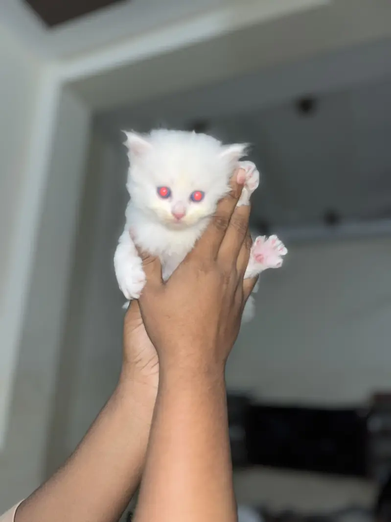 Without vacation one month age light blue colore ayes — photo 4