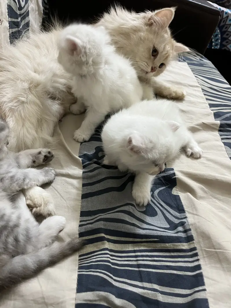 Without vacation one month age light blue colore ayes — photo 9