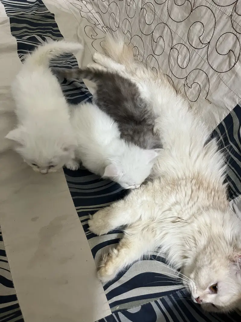 Without vacation one month age light blue colore ayes — photo 10