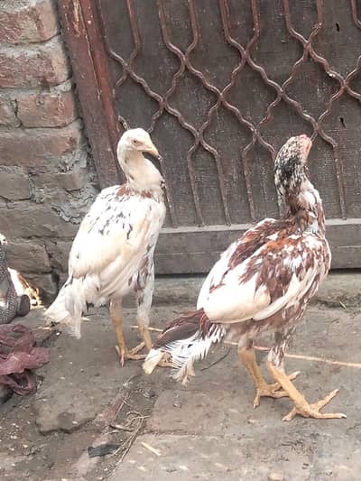 Aseel pair