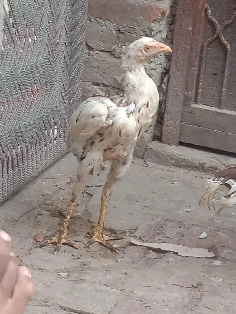 Aseel pair — photo 3